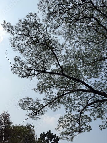 A low-angle view of intricate tree branches with dense green foliage silhouetted against a softly clouded sky.