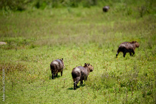 Group of capybaras, hydrochoerus hydrochaeris, moving away from the camera. It is the largest living rodent, native to South America. El Palmar National Park, Entre Rios, Argentina.