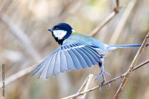 可愛いシジュウカラ（シジュウカラ科）
羽ばたき飛び立つ
英名学名：Japanese Tit (Parus minor, family comprising tits).
