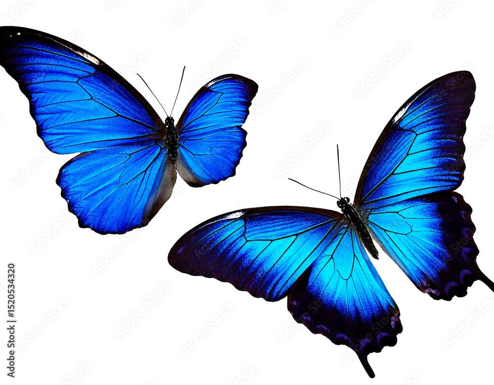Obraz premium Set two beautiful blue tropical butterflies with wings spread and in flight isolated on whit.png