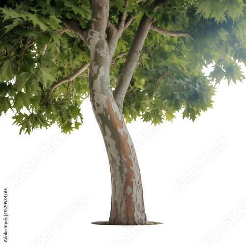 A majestic sycamore tree reaching for the sky bathed in sunlight on transparent background