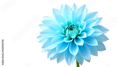 light blue flower on a white background isolated with clipping path. Closeup. big shaggy flower. for design. Dahlia.