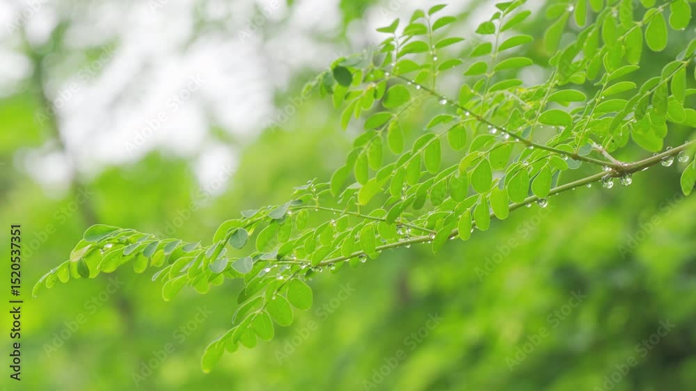 Close up of green moringa oleifera leaves on tree branch or plant on farm