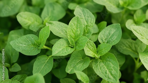 Lush Green Potato Plant Leaves Close-Up, Vibrant Foliage Texture