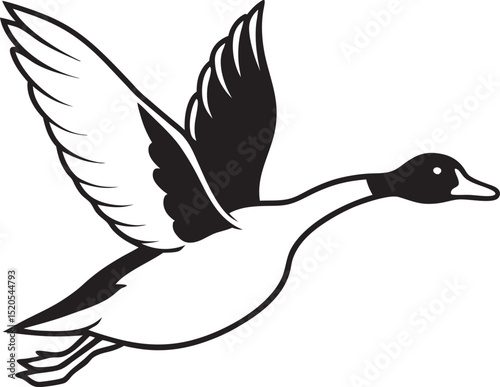 white duck isolated on black