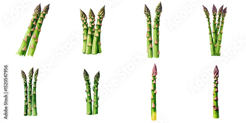 Multiple vector illustrations asparagus, watercolor style