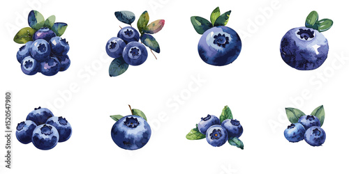 Multiple vector illustrations blueberry, watercolor style