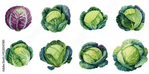 Multiple vector illustration cabbage, watercolor style