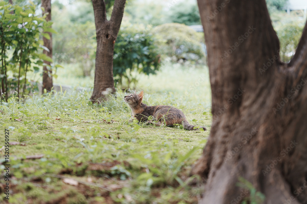 Cat in the forest Cat in the forest
