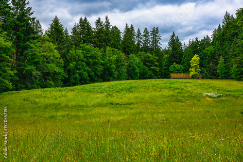2025-06-04 A TREE LINED LUSH GREEN MEADOW WITH TALL GRASS AND LARGE TREES LINIG THE EDGE IN THE PACIFIC NORTHWEST