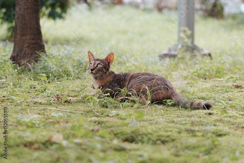 cat in the grass