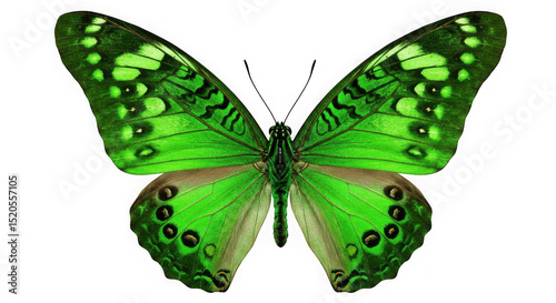 Close up of a vibrant green butterfly with intricate wing patterns on transparent background