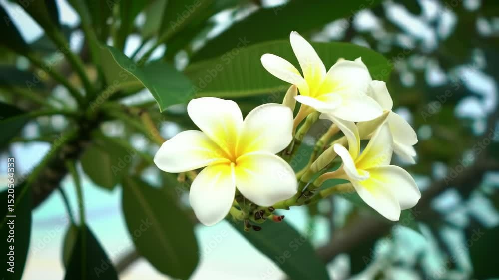 Close-up of Beautiful Plumeria Flowers by the Ocean Close-up of Beautiful Plumeria Flowers by the Ocean