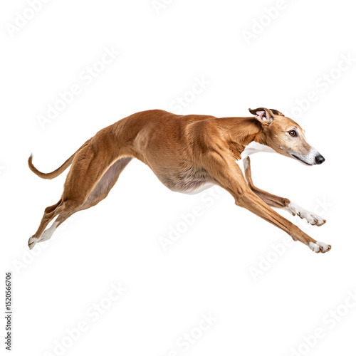 Elegant Greyhound Running Silhouette with Transparent Background for Graphic Design Projects Design and Illustration