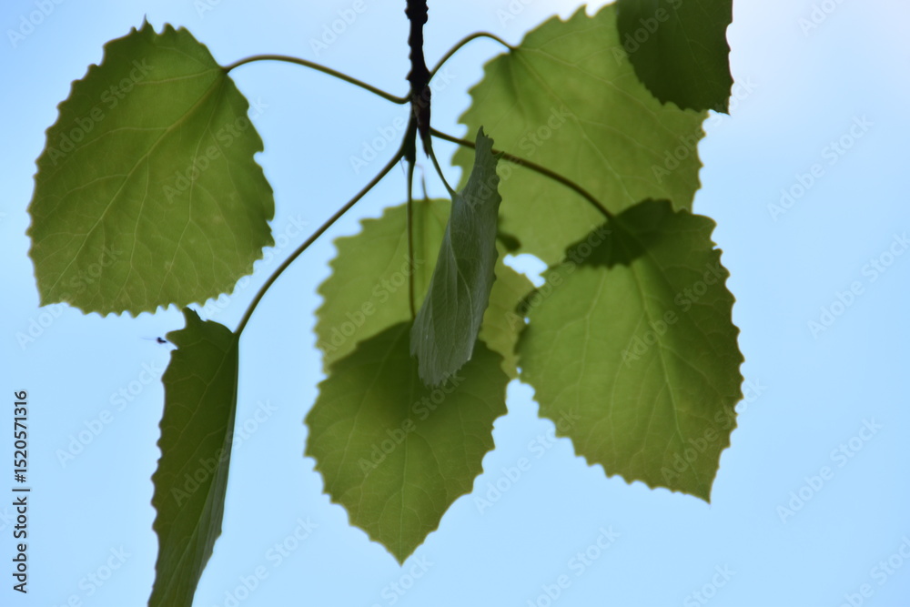 Fototapeta premium These are fresh aspen leaves in nature in early summer.