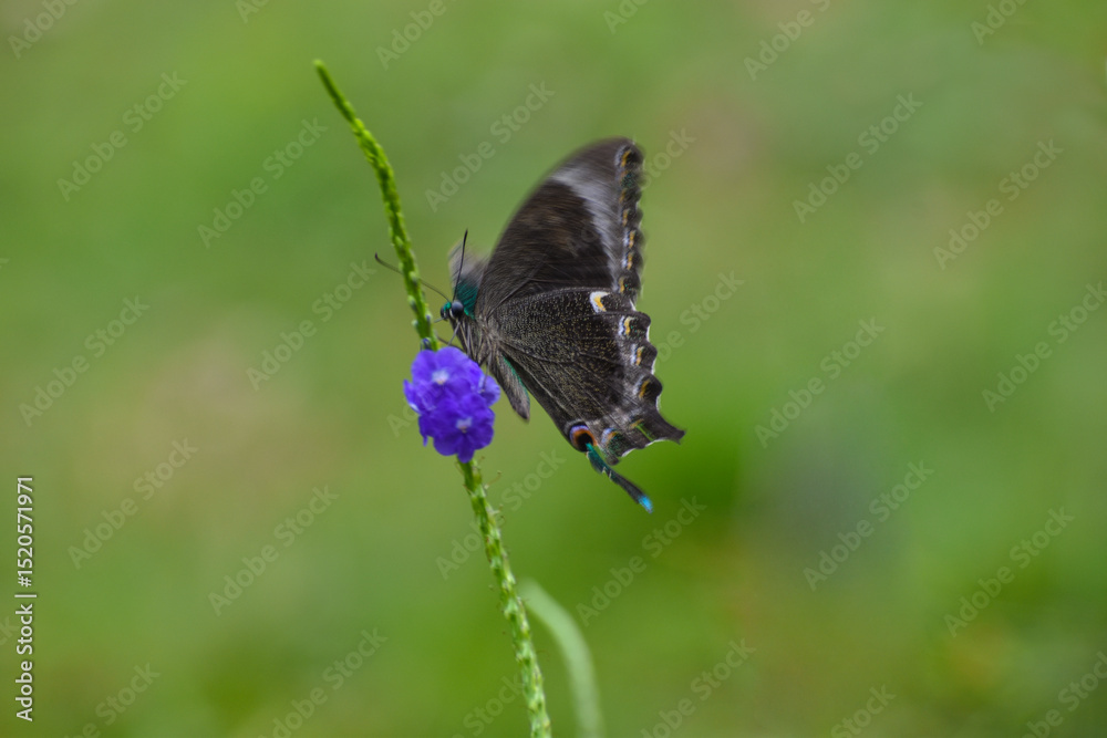 Fototapeta premium butterfly on a flower
