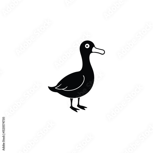 male mallard duck