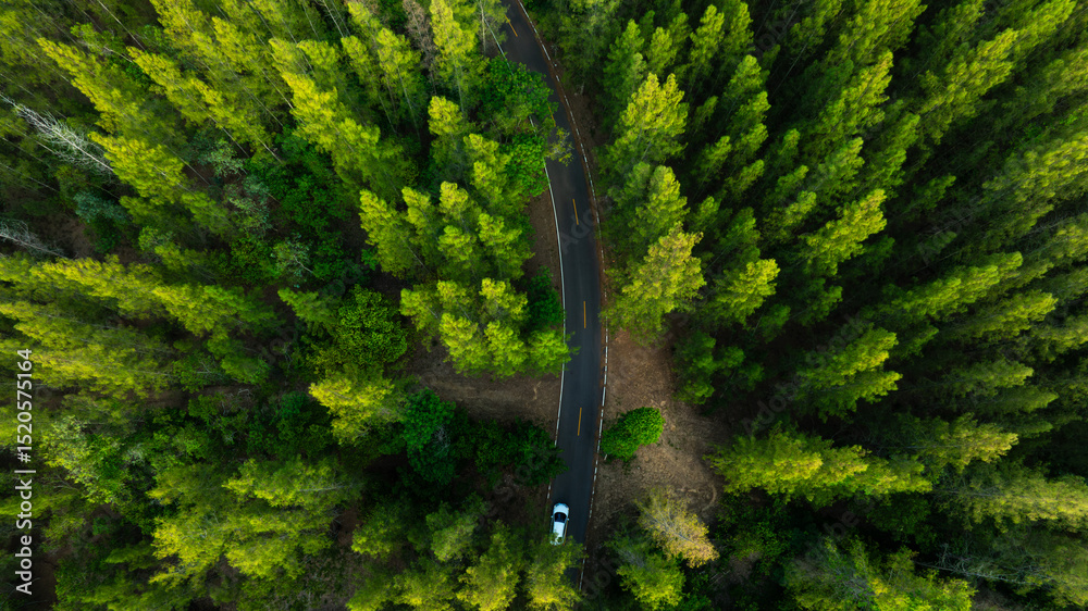 Fototapeta premium Aerial view of dark green forest road and white electric car Natural landscape and elevated roads Adventure travel and transportation and environmental protection concept