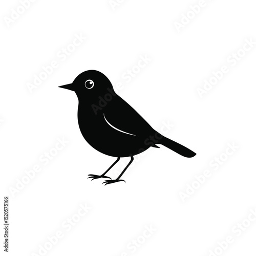 blackbird isolated on white background