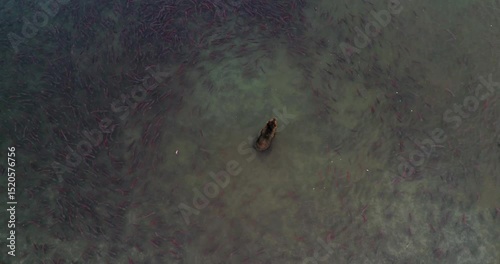 Brown Bear surrounded by thousands of Salmon fish in Kamchatka, Aerial view