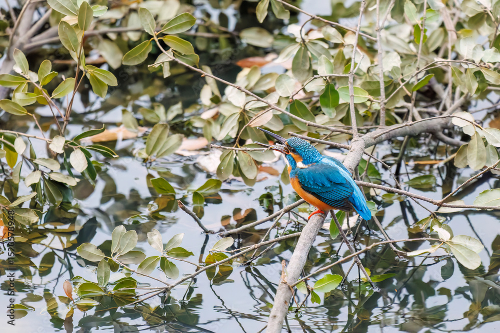 Fototapeta premium 餌を捕らえるために池に飛び込む可愛いカワセミ（カワセミ科） 英名学名：Kingfisher (Alcedo atthis) 神奈川県横浜市三ツ池公園-2025 