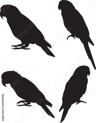 Parrot bird perched silhouette vector illustration