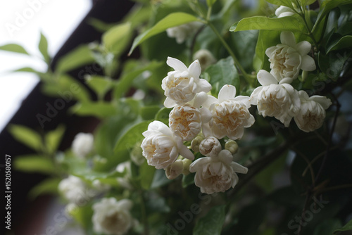 CloseUp of Blooming Arabian Jasmine Flowers with Green Leaves, Captured in Natural Light