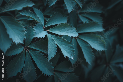 CloseUp of Teal Virginia Creeper Leaves with Water Droplet in Dark Setting