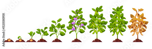 Soy plant growth stages, soybean crop of soya beans, vector agriculture, vegetable food. Growth stages of soy legumes from seed to ripen soybeans. Cartoon soya plants with green leaves, flowers, pods