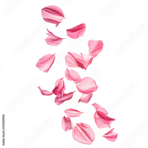 Wallpaper Mural Falling Pink Flower Petals Isolated on Black Background Torontodigital.ca