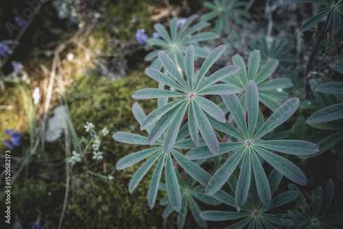 Green Lupine Leaves Growing on Mossy Ground, Small White Flowers and Purple Violets Nearby