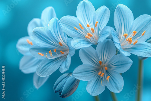 Stunning Macro Shot of Sky Blue Flowers with Orange Stamens on a Blue Background