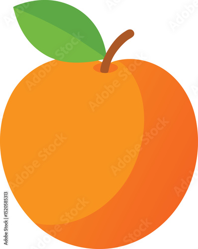 apricot fruit vector illustration on white 