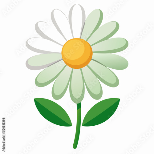 daisy flower on white background