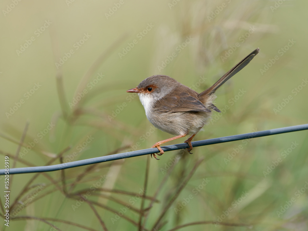 Fototapeta premium Superb Fairywren (Malurus cyaneus) perched on a fence wire with bokeh background.