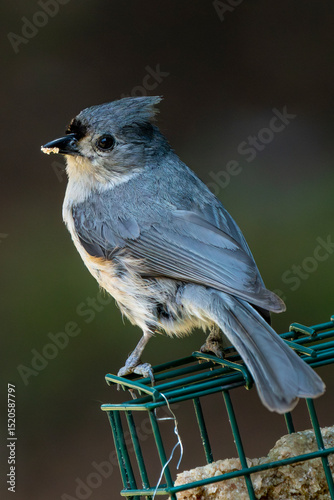 Tufted Titmouse detailed telephoto shot.
