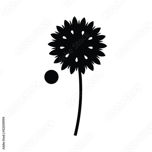 dandelion on white background