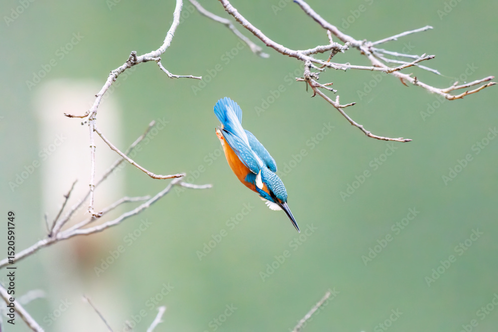 餌を捕らえるために池に飛び込む可愛いカワセミ(カワセミ科)
英名学名:Kingfisher (Alcedo atthis)
神奈川県横浜市三ツ池公園-2025
餌を捕らえるために池に飛び込む可愛いカワセミ(カワセミ科)
英名学名:Kingfisher (Alcedo atthis)
神奈川県横浜市三ツ池公園-2025