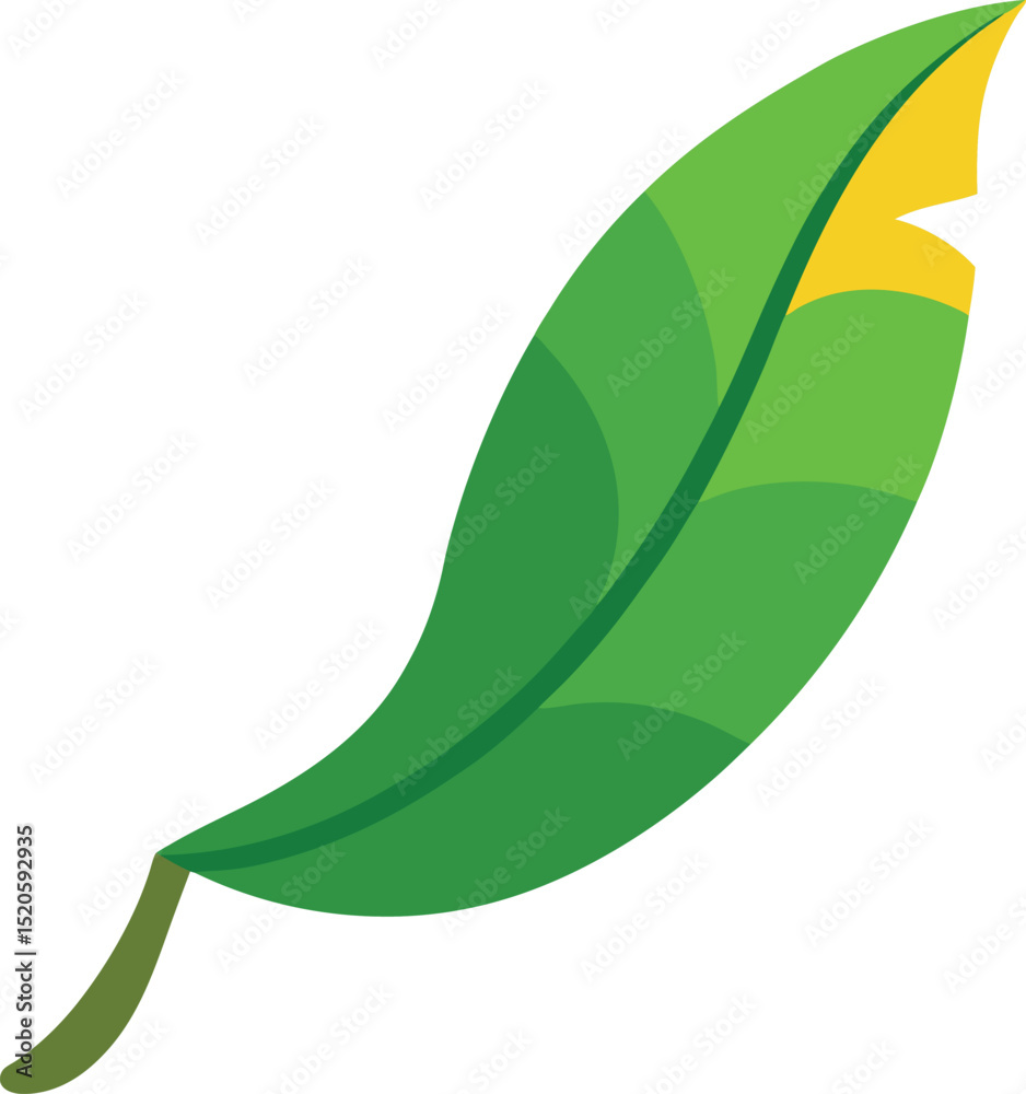 banana leaf vector illustration on white banana leaf vector illustration on white