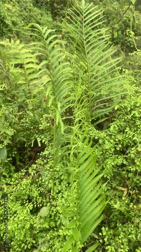 Summer fern green background, Green forest fern plant
