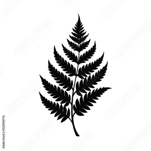 fern leaf isolated on background