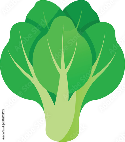 bok choy vector on white background  .eps