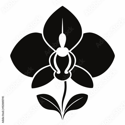 orchid isolated on white background