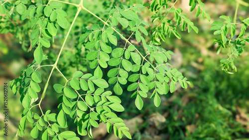 Moringa or merunggai (Moringa oleifera) in blurred background. This plant is known by other names such as: limaran, moringa, ben-oil, drumstick, horseradish tree, and malunggay in the Philippines.