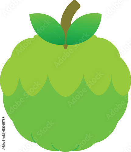 custard apple  vector on white background  .eps