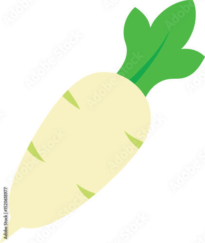 daikon radish  vector on white background  