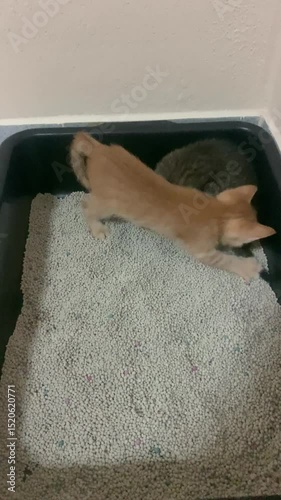 Kitten in a litter box for pooping