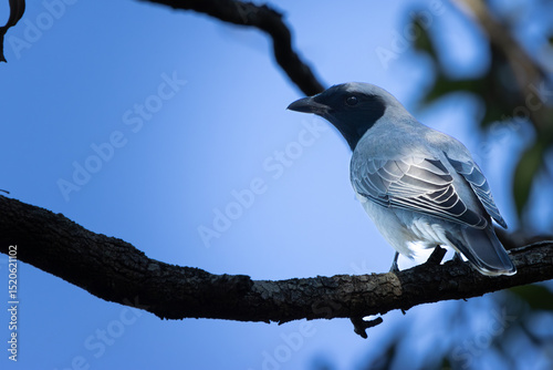 A Black-faced Cuckoo-shrike perched on a branch