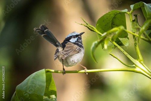 A male Superb Fairywren perched