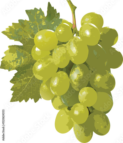 Green grapes with leaves icon  vector illustration on transparent background.